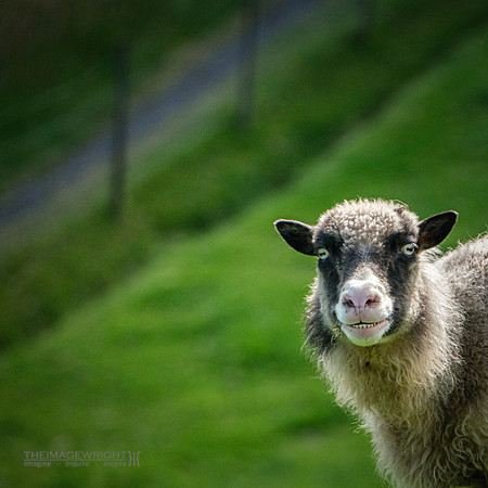 Watching Ewe.