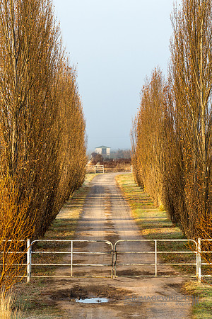 Poplar Track.