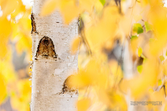 Birch.