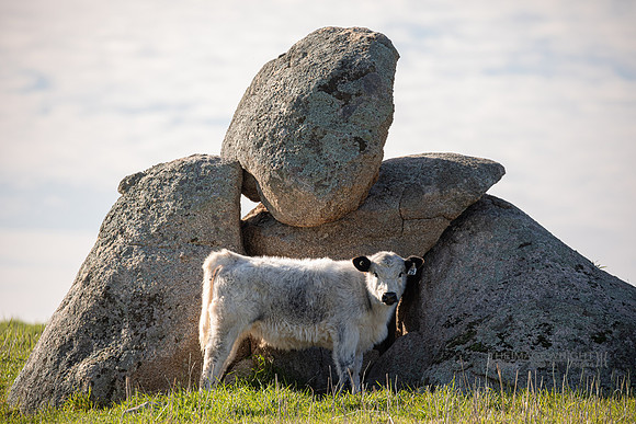 Rocks Around The Clock (23/23).