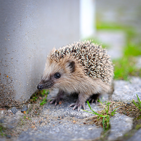 A Prickly Situation.