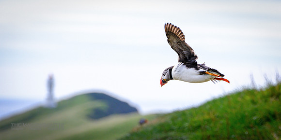 Puffin Up The Hill.