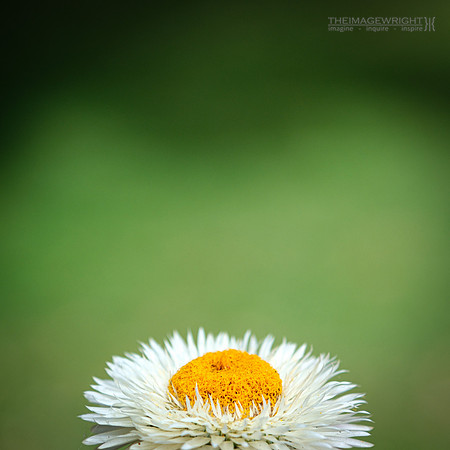 Upsy-Daisy.
