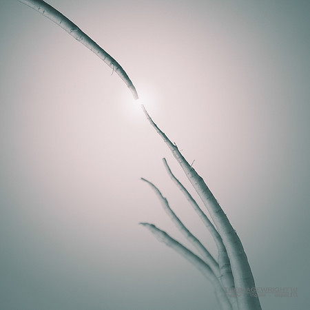 Parsnip 2.